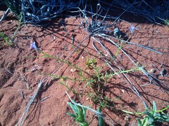 Wahlenbergia paniculata