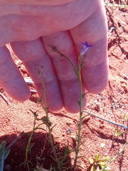 Wahlenbergia paniculata