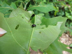 Synolabus