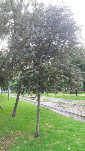 Acacia baileyana