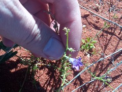 Wahlenbergia paniculata
