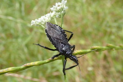 Apiomerus longispinis