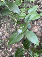 Carissa bispinosa