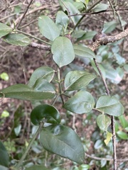 Carissa bispinosa
