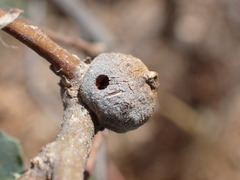 Disholcaspis simulata