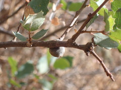 Disholcaspis simulata