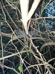 Gynacantha usambarica