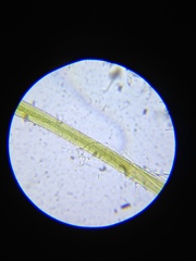 Microchaete