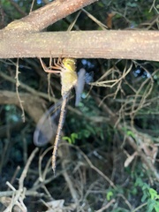 Gynacantha usambarica