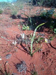 Trachyandra muricata