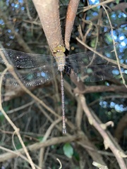 Gynacantha usambarica