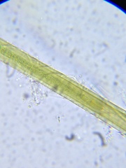 Microchaete