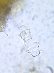 Desmidium grevillei