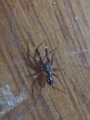 Phrurolinillus lisboensis