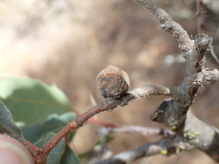 Disholcaspis simulata