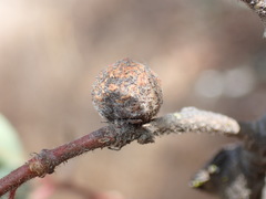 Disholcaspis simulata