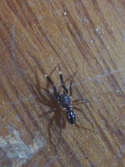 Phrurolinillus lisboensis