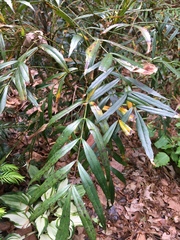 Berberis ganpinensis