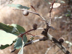 Disholcaspis simulata