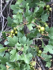 Ribes indecorum