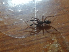 Phrurolinillus lisboensis