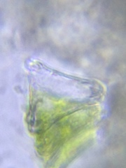 Desmidium