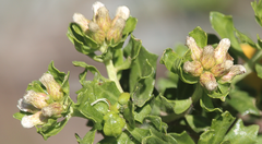 Baccharis rhomboidalis