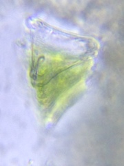Desmidium