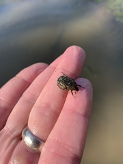 Euphoria sepulcralis