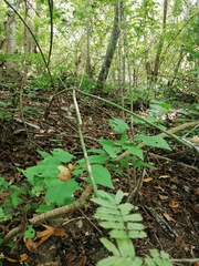 Acanthocereus fosterianus