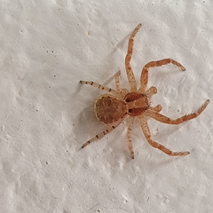 Thomisidae
