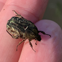 Euphoria sepulcralis