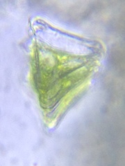 Desmidium