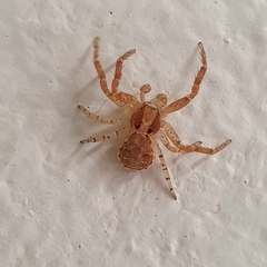 Thomisidae
