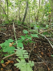 Acanthocereus fosterianus
