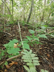 Acanthocereus fosterianus