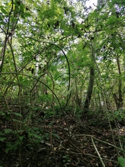 Acanthocereus fosterianus