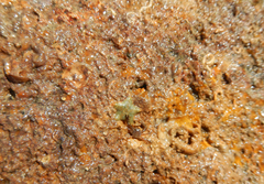 Asterina gibbosa