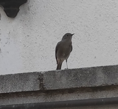 Phoenicurus ochruros