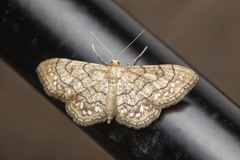 Idaea moniliata