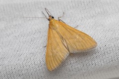 Mecyna lutealis