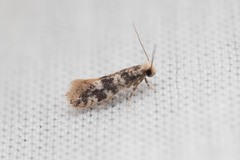 Infurcitinea