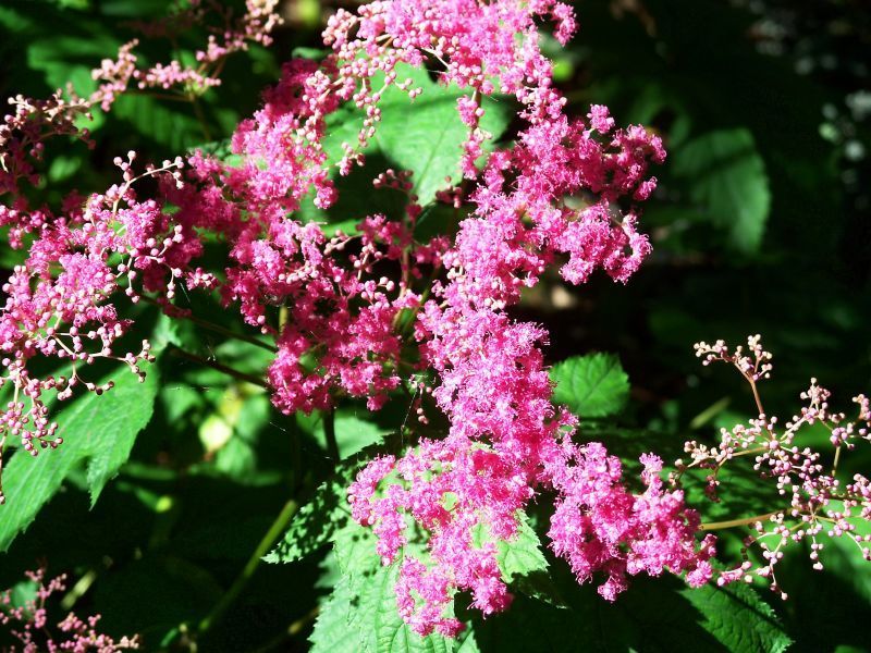 Red Meadowsweet