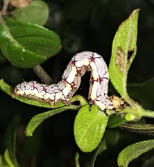 Calesia xanthognatha