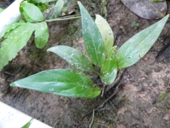 Anthurium gracile