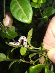 Calesia xanthognatha