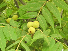 Juglans mollis
