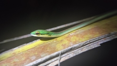 Leptophis