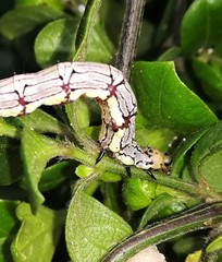 Calesia xanthognatha