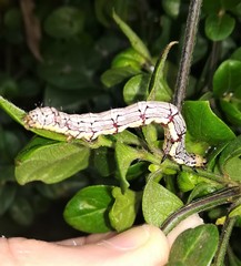 Calesia xanthognatha